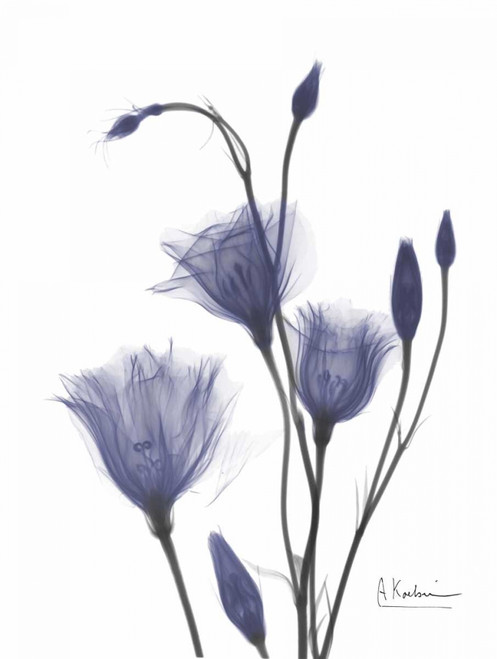 Gentian in Purple 2 Poster Print by Albert Koetsier - Item # VARPDXAKRC119A