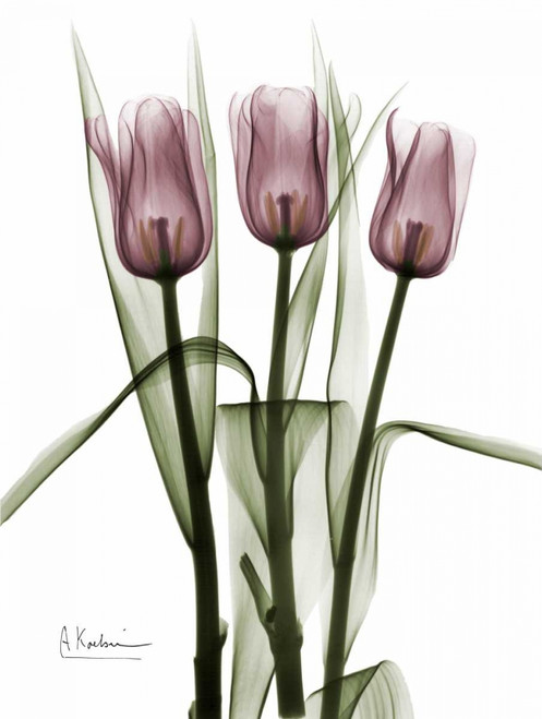 Triplet Tulips in Color Poster Print by Albert Koetsier - Item # VARPDXAKRC120