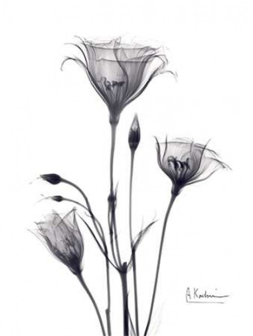 Bouquet of Gentian in BandW Poster Print by Albert Koetsier - Item # VARPDXAKRC123A