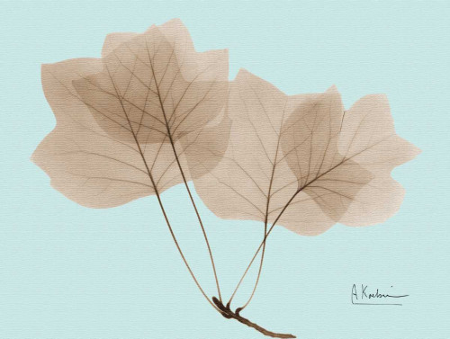 Tulip Tree in Brown on Blue Poster Print by Albert Koetsier - Item # VARPDXAKRC124A