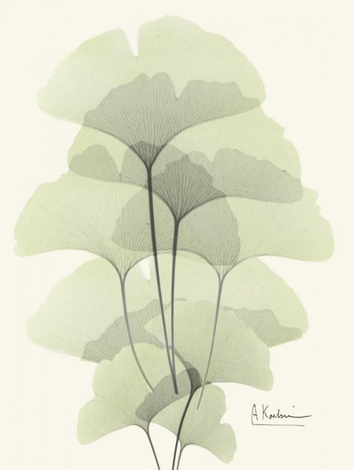 Gingko Leaves in Green 2 Poster Print by Albert Koetsier - Item # VARPDXAKRC127A