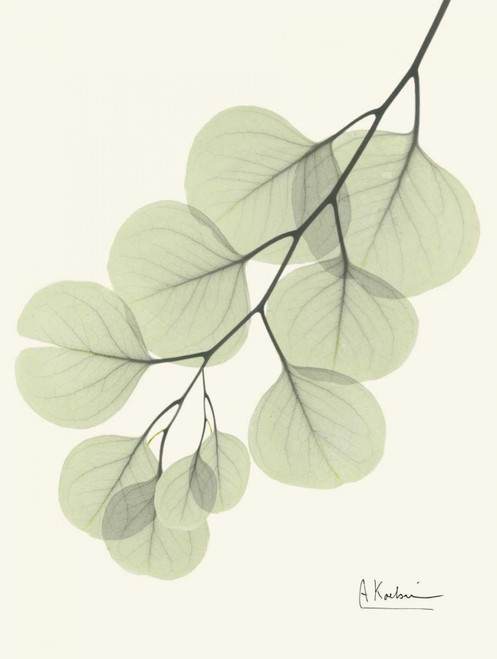 Eucalyptus Leaves in Green Poster Print by Albert Koetsier