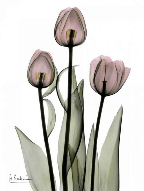 Early Tulips in Pink Poster Print by Albert Koetsier - Item # VARPDXAKRC128