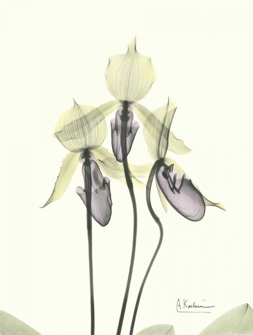 Lovely Orchids Poster Print by Albert Koetsier