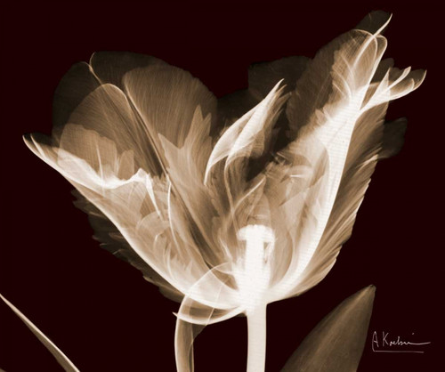 Single Tulip Brown on Red Poster Print by Albert Koetsier - Item # VARPDXAKRC136B