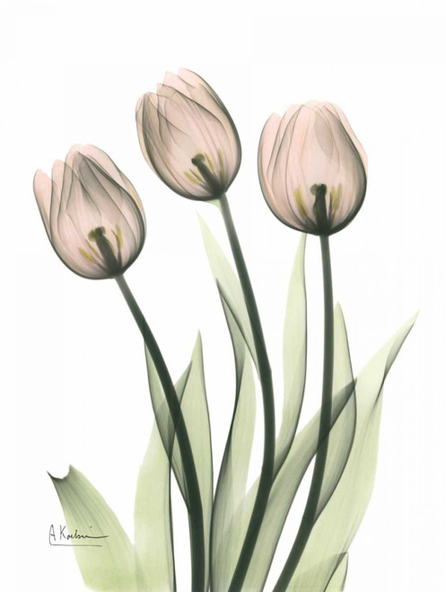 Three Pale Pink Tulips Poster Print by Albert Koetsier - Item # VARPDXAKRC146