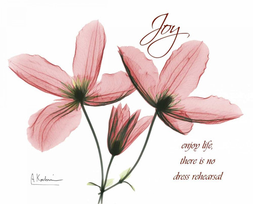 Clematis - Joy Poster Print by Albert Koetsier