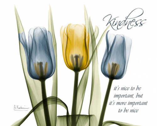 Tulip - Kindness Poster Print by Albert Koetsier - Item # VARPDXAKRC160A