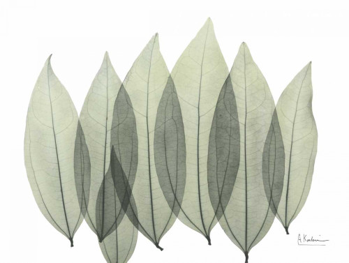 Coculus Leaf In Green Poster Print by Albert Koetsier - Item # VARPDXAKRC170