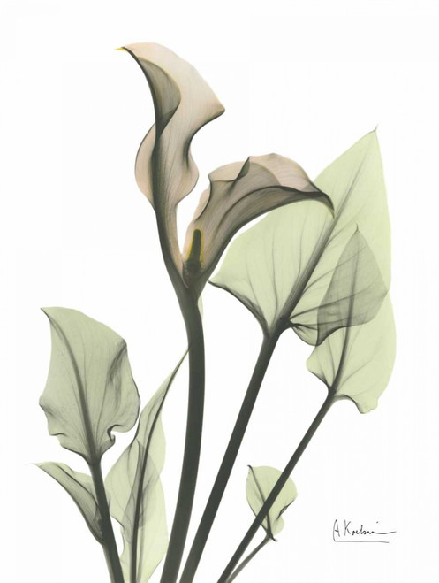 Calla Lily in Green Poster Print by Albert Koetsier - Item # VARPDXAKRC171