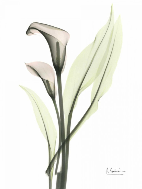 Calla - Marjorie Poster Print by Albert Koetsier - Item # VARPDXAKRC175