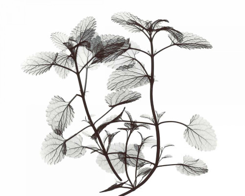 Cat Mint  in BandW Poster Print by Albert Koetsier