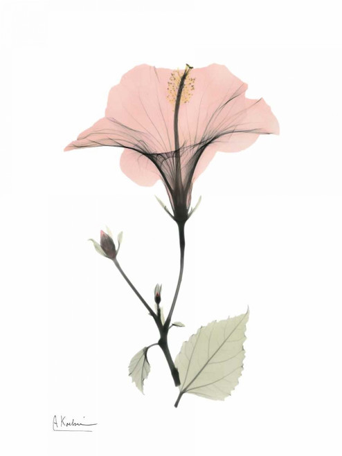 Pink Hibiscus Poster Print by Albert Koetsier - Item # VARPDXAKRC242