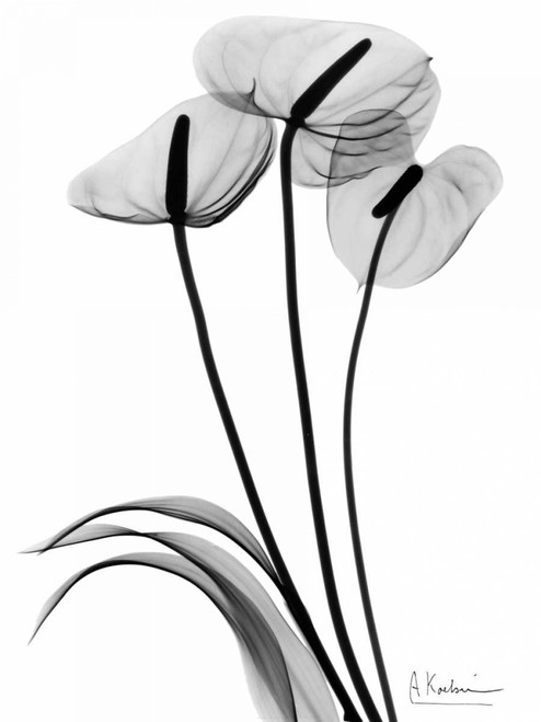 Anthurium Triple in BandW Poster Print by Albert Koetsier - Item # VARPDXAKRC245