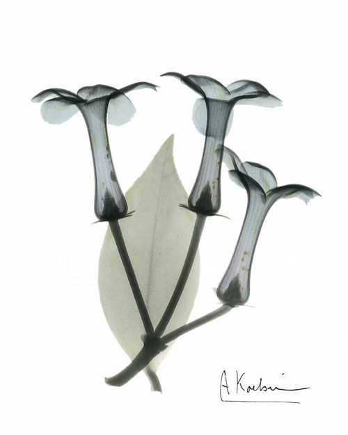 Stephanotis Triple  in Color Poster Print by Albert Koetsier - Item # VARPDXAKRC249