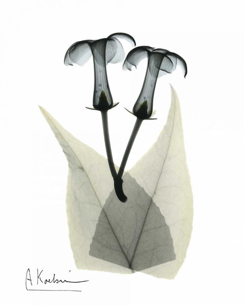 Stephanotis Pair  in Color Poster Print by Albert Koetsier
