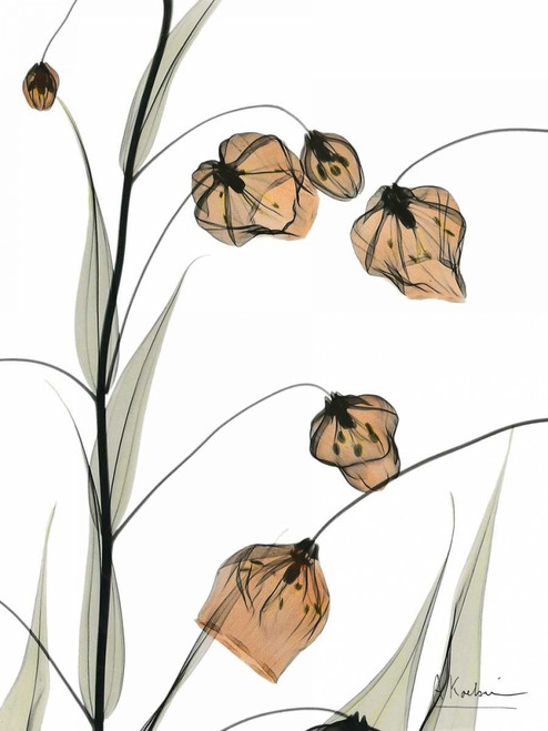 Sandersonia in Bloom Poster Print by Albert Koetsier - Item # VARPDXAKRC252