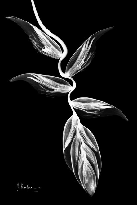 Heliconia BandW on Black Poster Print by Albert Koetsier - Item # VARPDXAKRC267A