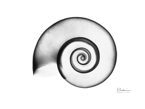 Ramshorn Snail Shell Poster Print by Albert Koetsier - Item # VARPDXAKRC373A