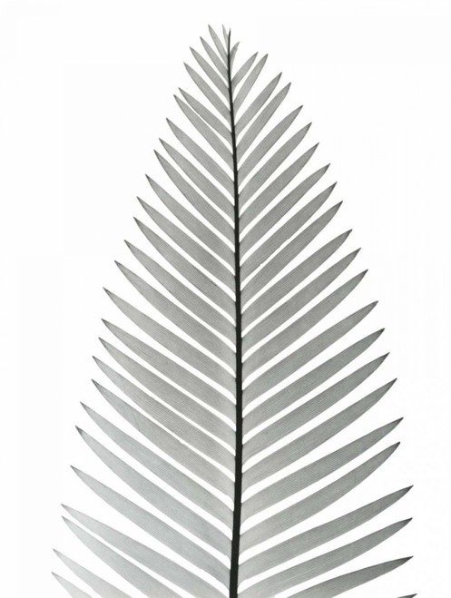Tropical Fern 2 Poster Print by Albert Koetsier - Item # VARPDXAKRC567B