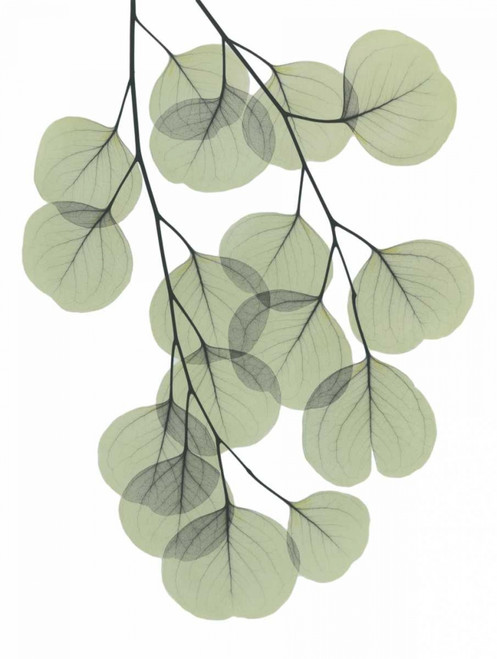 Descending Eucalyptus 2 Poster Print by Albert Koetsier - Item # VARPDXAKRC573B