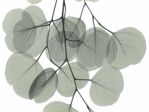 Descending Eucalyptus 5 Poster Print by Albert Koetsier - Item # VARPDXAKRC573E