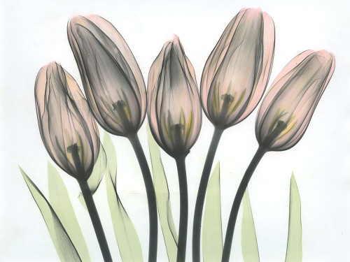 Tulips 2 Poster Print by Albert Koetsier - Item # VARPDXAKRC596A