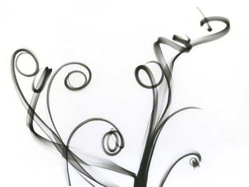 Tillandsia Poster Print by Albert Koetsier - Item # VARPDXAKRC602A