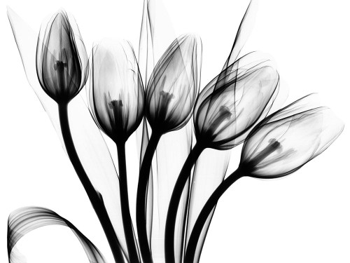Marching Tulips Poster Print by Albert Koetsier