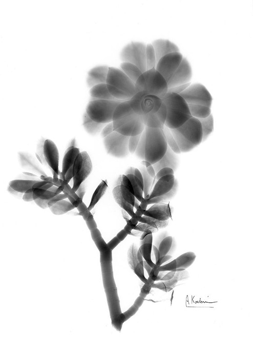 Sunset Over LaLaLand Poster Print by Albert Koetsier - Item # VARPDXAKRC628A