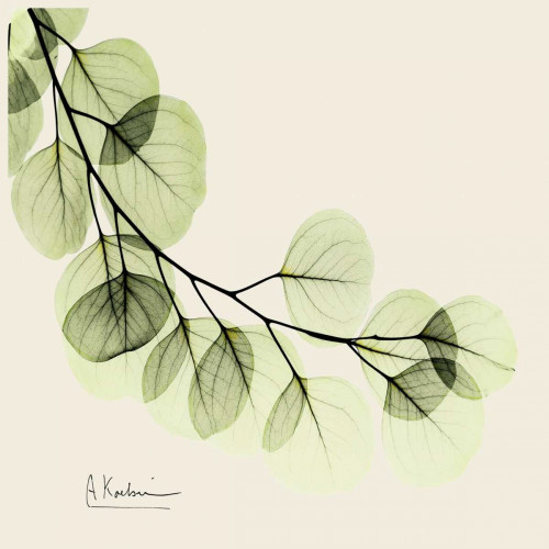 Eucalyptus Poster Print by Albert Koetsier - Item # VARPDXAKSQ076A