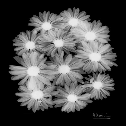 Margarithe X-Ray Poster Print by Albert Koetsier - Item # VARPDXAKSQ165B