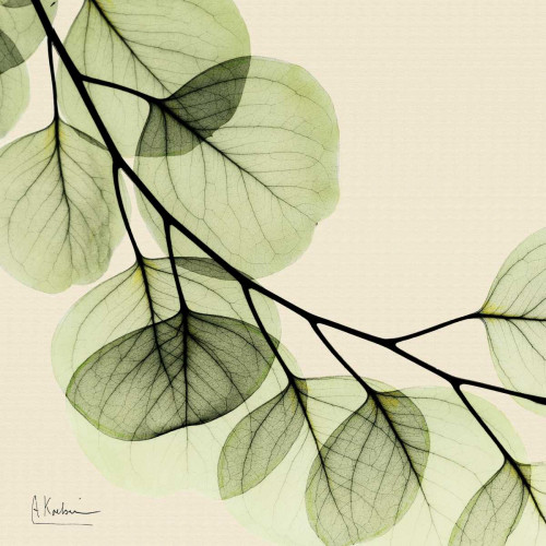 Mint Eucalyptus 2 Poster Print by Albert Koetsier