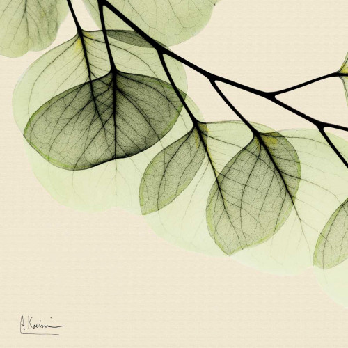 Mint Eucalyptus 3 Poster Print by Albert Koetsier
