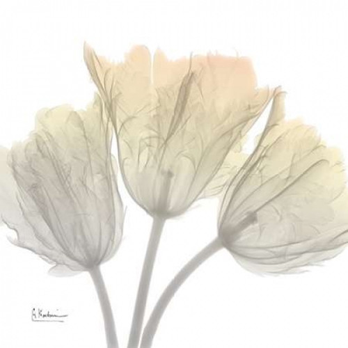 Sunday Morning Tulips Poster Print by Albert Koetsier - Item # VARPDXAKSQ176A