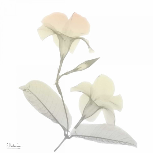 Sunday Morning Mandelilla Poster Print by Albert Koetsier - Item # VARPDXAKSQ176B