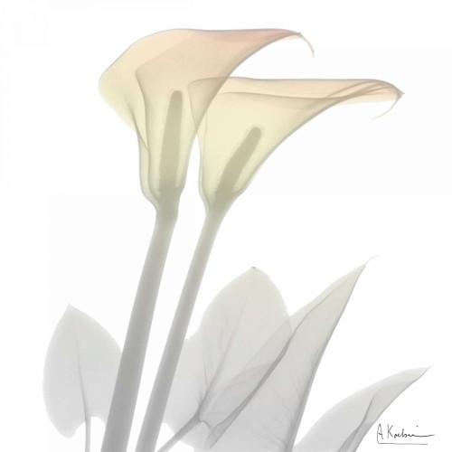 Sunday Morning Calla Lily Poster Print by Albert Koetsier - Item # VARPDXAKSQ176E