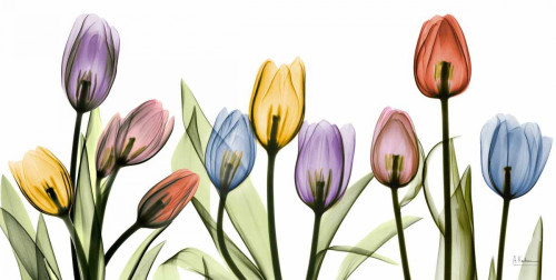 Tulipscape Poster Print by Albert Koetsier - Item # VARPDXAKXPL124