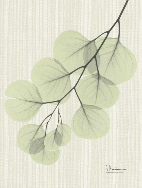Eucalyptus E196 Poster Print by Albert Koetsier