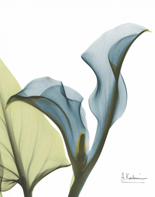 Calla Blues Poster Print by Albert Koetsier - Item # VARPDXAKXRC403A