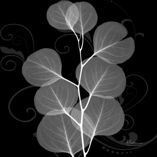 Eucalyptus E196 Poster Print by Albert Koetsier