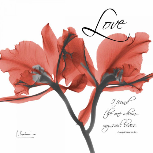 Royal Red Orchid - Love Again Poster Print by Albert Koetsier - Item # VARPDXAKXSQ133D