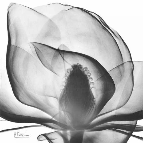 Magnolia A43 Poster Print by Albert Koetsier - Item # VARPDXAKXSQ155A1