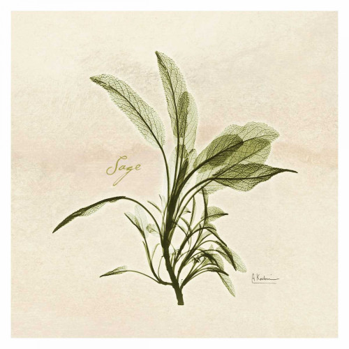 Sage in Bloom Poster Print by Albert Koetsier - Item # VARPDXAKXSQ161