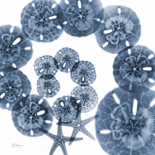 Collage of  Sand Dollars and Starfish Poster Print by Albert Koetsier - Item # VARPDXAKXSQ309B