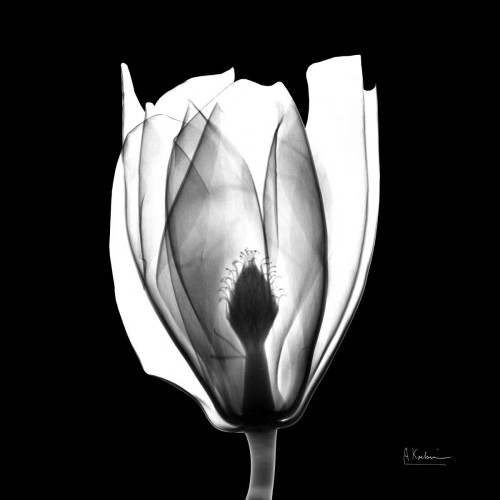 Beautiful Bulb on Black Poster Print by Albert Koetsier - Item # VARPDXAKXSQ333A