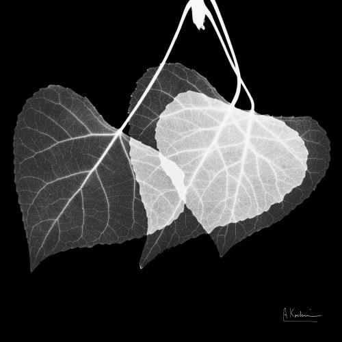 Three Leaves Three on Black Poster Print by Albert Koetsier - Item # VARPDXAKXSQ337B