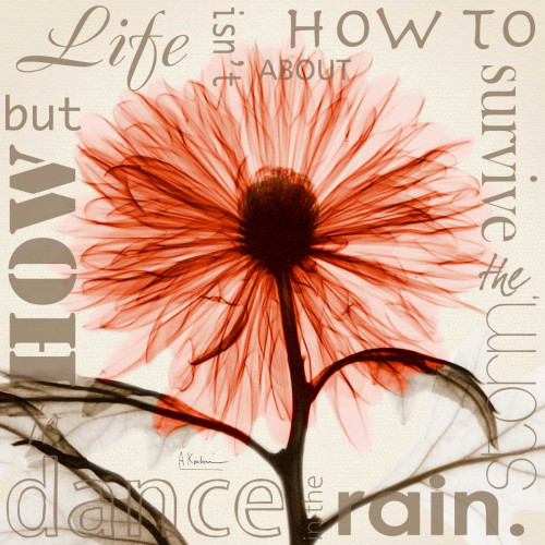 Chrysanthemum Life Poster Print by Albert Koetsier