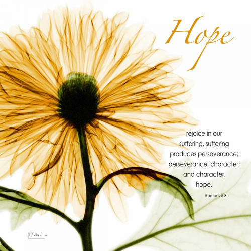 GoldChrysanthemumHOPE Poster Print by Albert Koetsier - Item # VARPDXAKXSQ346A1