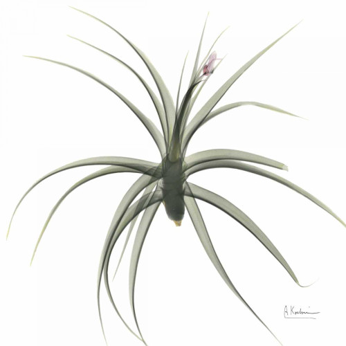 ZeroEntropyTillandsiaR51 Poster Print by Albert Koetsier - Item # VARPDXAKXSQ354A